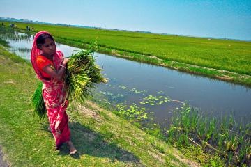 A woman harvesting rice in a field.